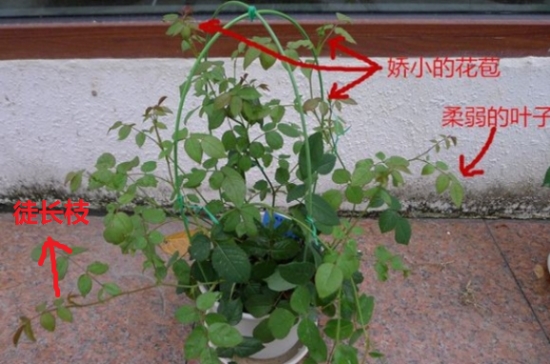 12种常见的盆栽修剪办法