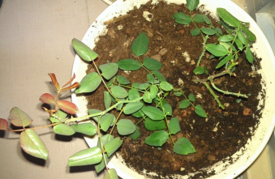 12种常见的盆栽修剪办法