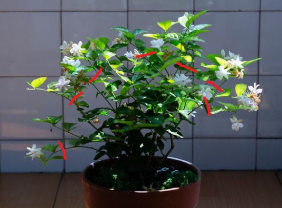 12种常见的盆栽修剪办法