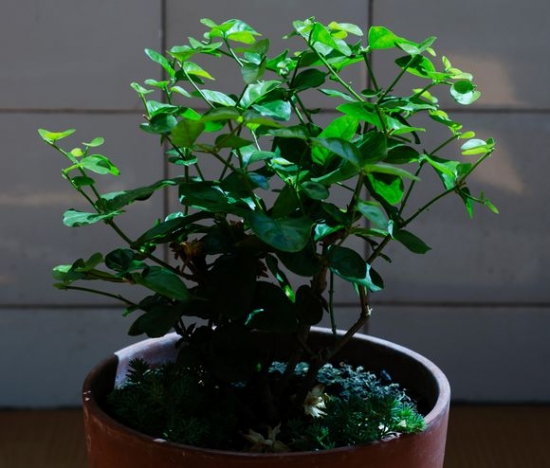 12种常见的盆栽修剪办法