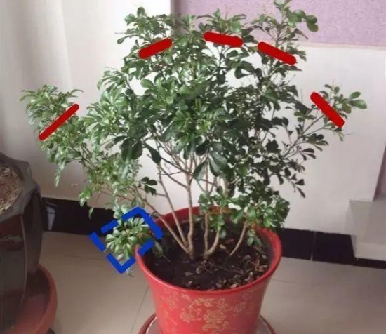 12种常见的盆栽修剪办法