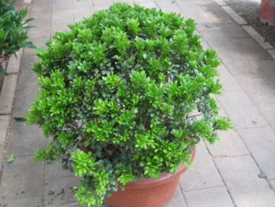 12种常见的盆栽修剪办法