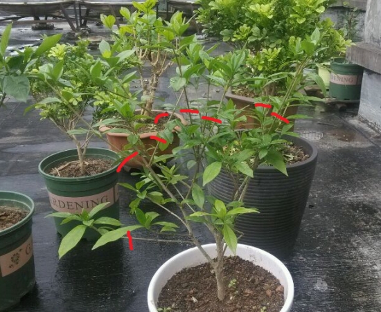 12种常见的盆栽修剪办法