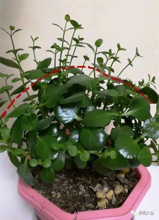 12种常见的盆栽修剪办法