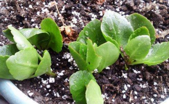 12种常见的盆栽修剪办法