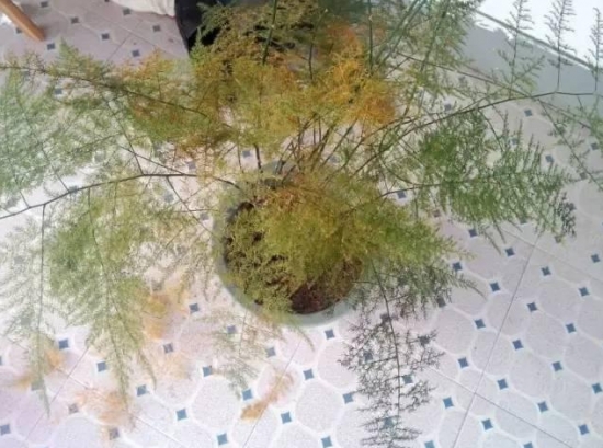 12种常见的盆栽修剪办法