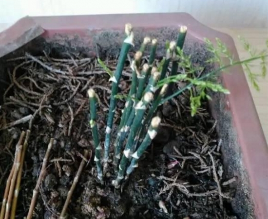 12种常见的盆栽修剪办法