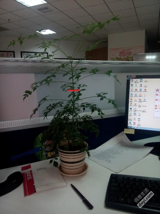 12种常见的盆栽修剪办法