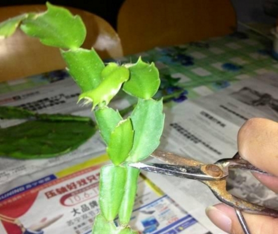 12种常见的盆栽修剪办法