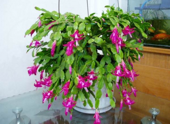 12种常见的盆栽修剪办法