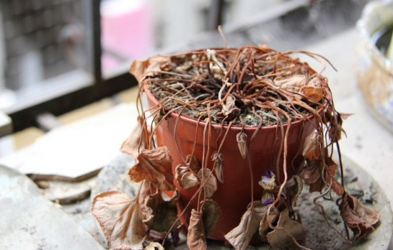 常见的8种错误盆栽养护办法