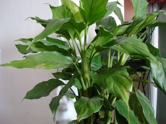 常见的8种错误盆栽养护办法