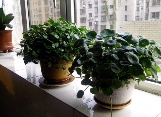 常见的8种错误盆栽养护办法