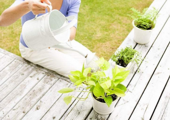 常见的8种错误盆栽养护办法