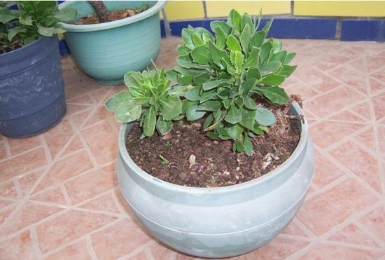 常见的8种错误盆栽养护办法