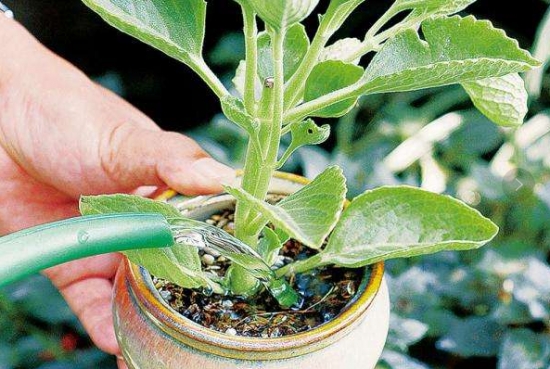 常见的8种错误盆栽养护办法