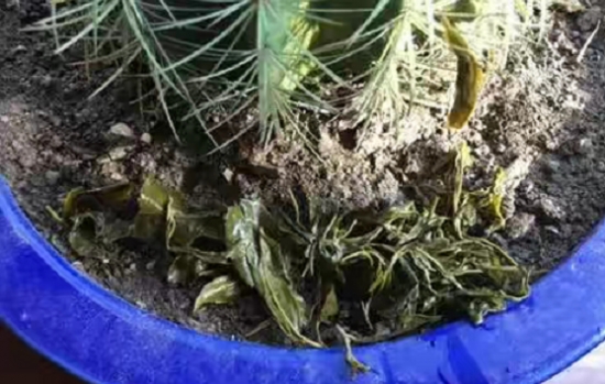 常见的8种错误盆栽养护办法