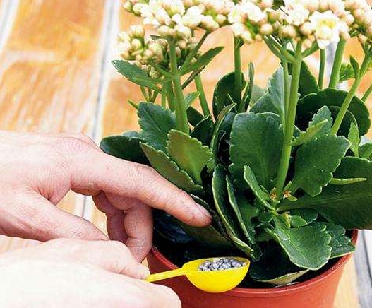 常见的8种错误盆栽养护办法