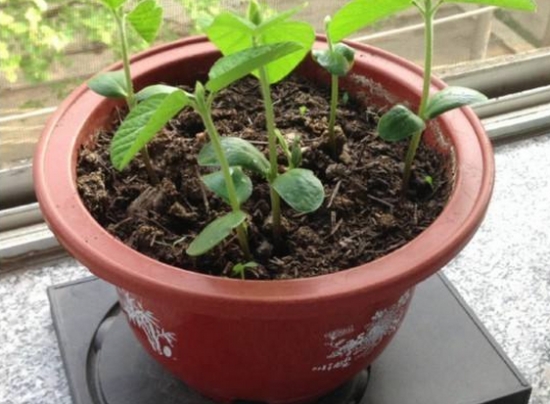 常见的8种错误盆栽养护办法