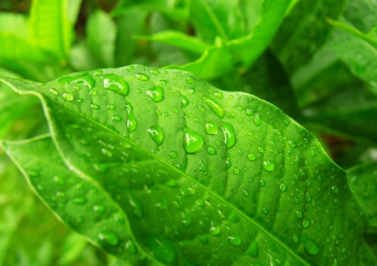 常见的8种错误盆栽养护办法