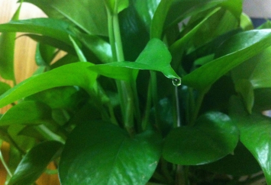 常见的8种错误盆栽养护办法