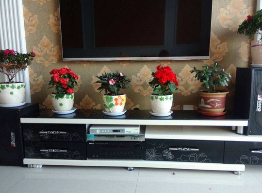 常见的8种错误盆栽养护办法