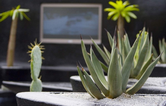 常见的8种错误盆栽养护办法