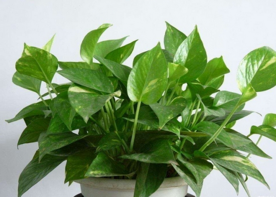 常见的8种错误盆栽养护办法