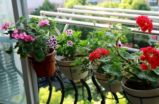 常见的8种错误盆栽养护办法