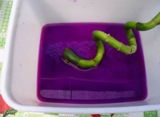 高锰酸钾消毒 家庭养花必备:高锰酸钾