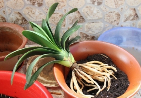 养花技巧|过期小药片也能养花