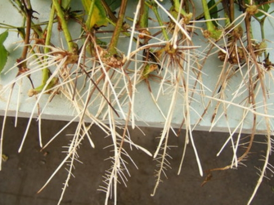 养花技巧|过期小药片也能养花