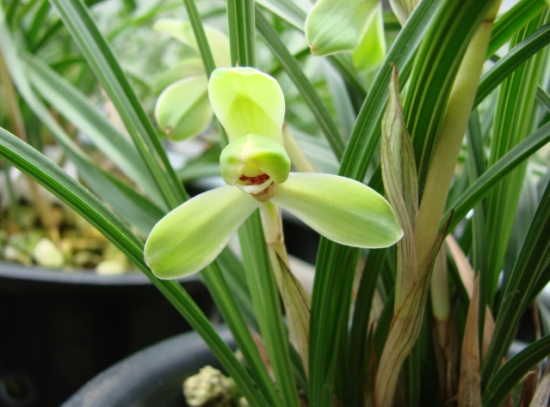 养花技巧|过期小药片也能养花