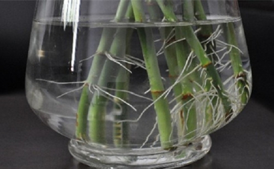 养花技巧|过期小药片也能养花