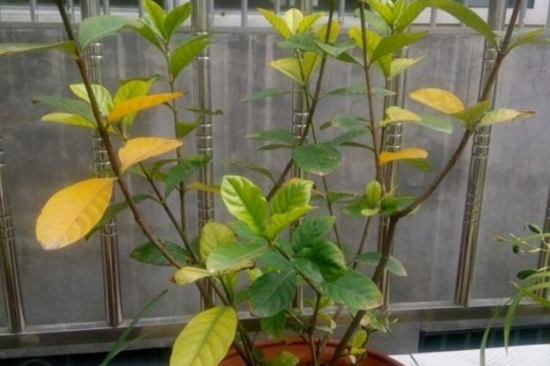 养花技巧|过期小药片也能养花