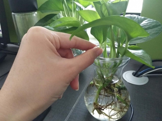 养花技巧|过期小药片也能养花