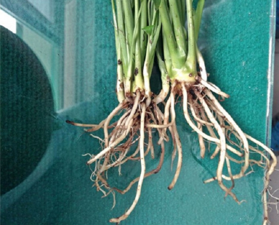 养花技巧|过期小药片也能养花