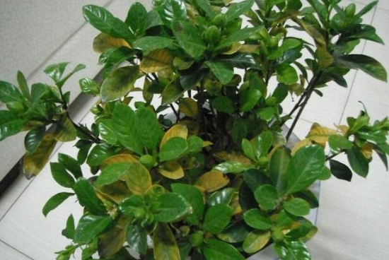 养花技巧|过期小药片也能养花