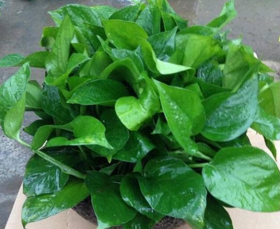 养花技巧|过期小药片也能养花