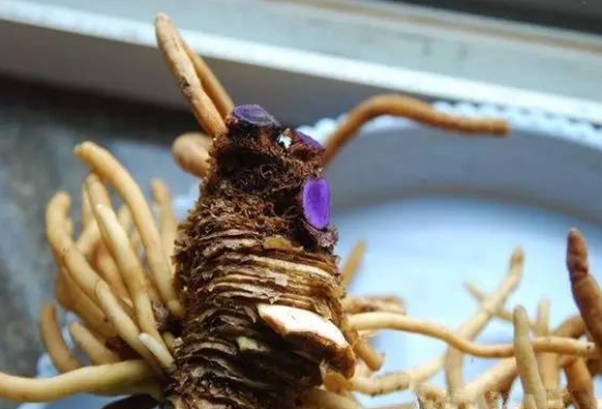 养花技巧|过期小药片也能养花