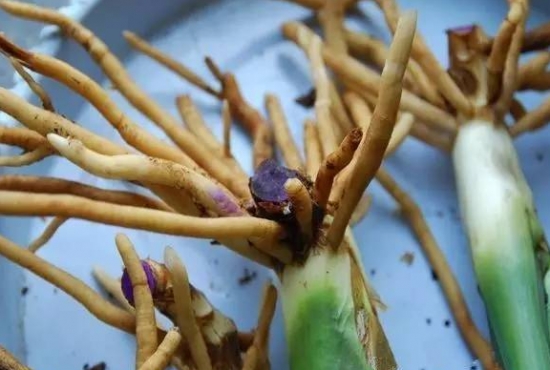 养花技巧|过期小药片也能养花