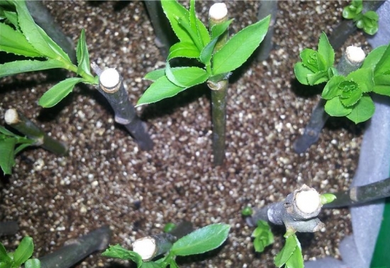 养花技巧|过期小药片也能养花