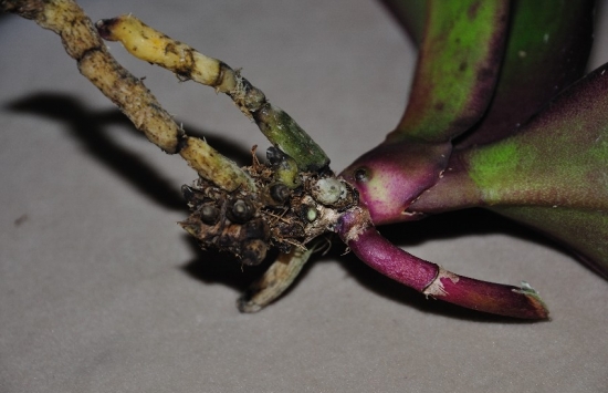 养花技巧|过期小药片也能养花