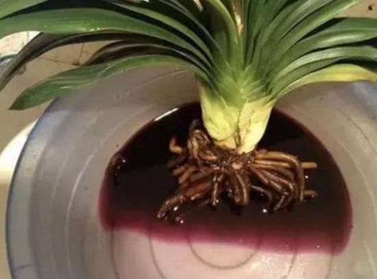 养花技巧|过期小药片也能养花