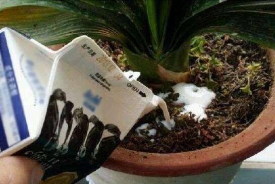 盆栽土壤板结的原因和处理办法 如何预防和处理盆栽土壤板结