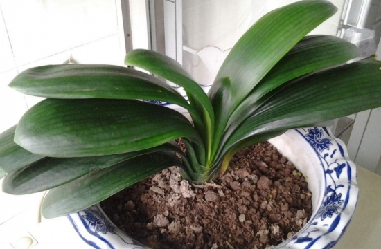 盆栽松土 如何预防和处理盆栽土壤板结