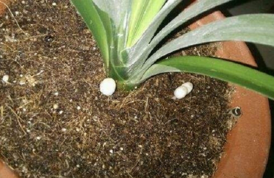 盆栽施肥 如何预防和处理盆栽土壤板结