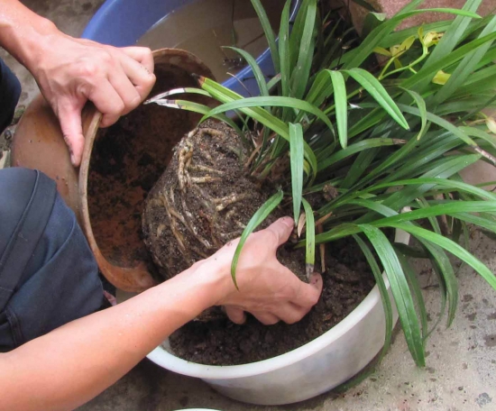 盆栽换盆留意事项 盆栽如何换盆:换盆时间最好是在植物休眠期或生长初期实行