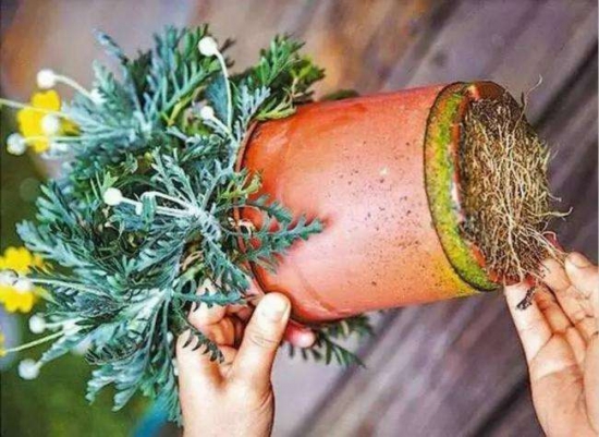 盆栽换盆留意事项 盆栽如何换盆:换盆时间最好是在植物休眠期或生长初期实行