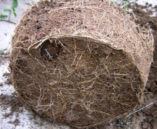 盆栽换盆留意事项 盆栽如何换盆:换盆时间最好是在植物休眠期或生长初期实行